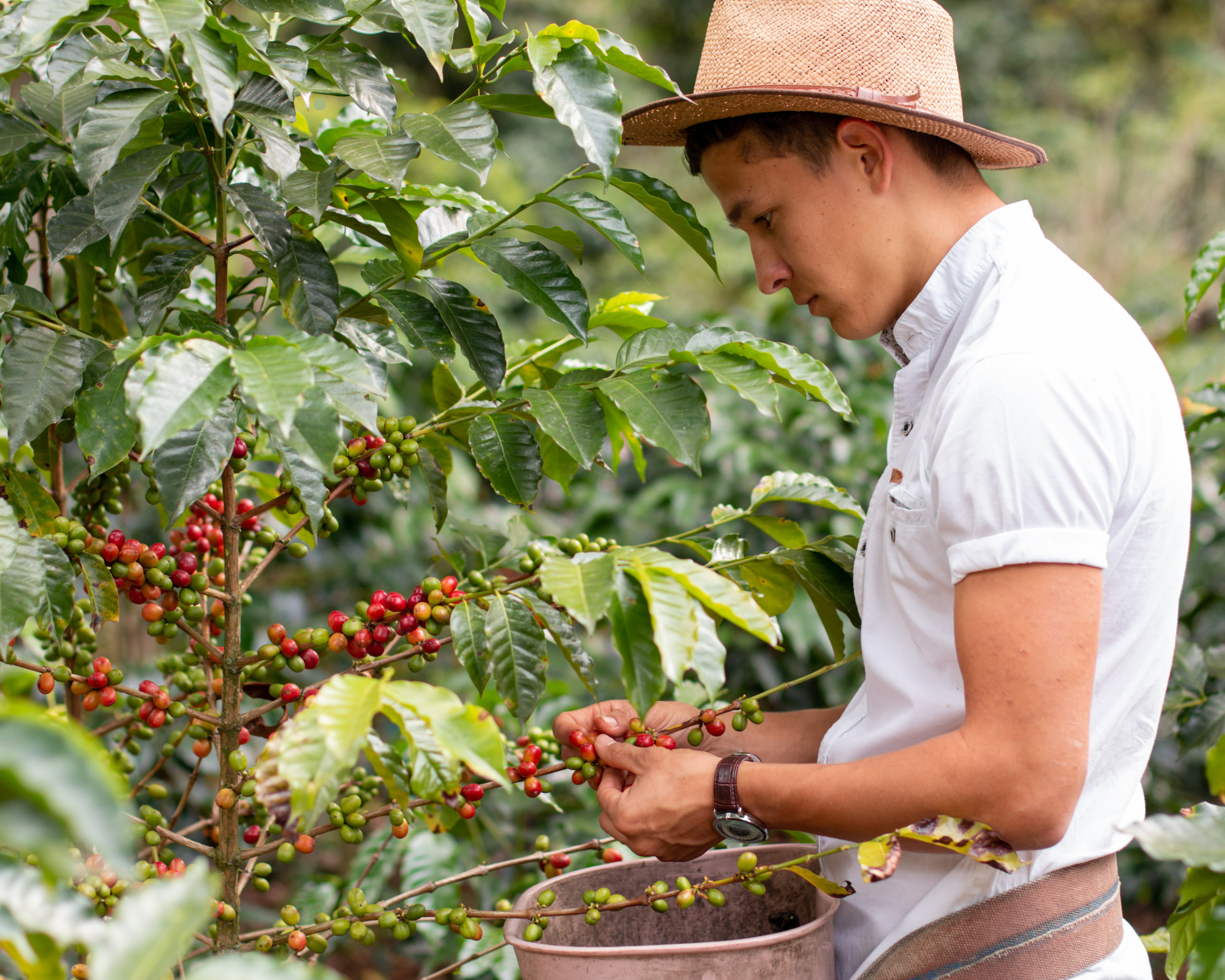 Del origen a la taza: la historia que hay detrás de cada café
